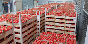 how to use minitab in the food and beverage industry for meeting compliance standards; crates of red tomatoes in a facility